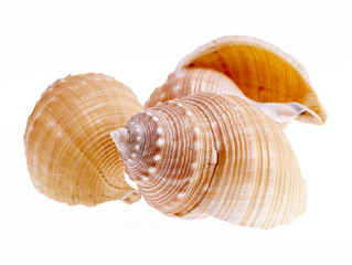 Sea shells of marine snails isolated on white background 