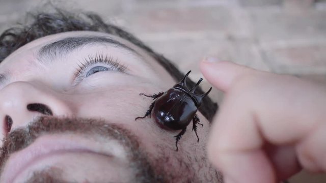 Rhinoceros beetle crawling over the face of a caucasian man. 4k