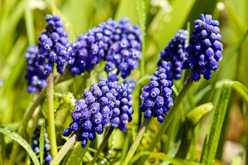 muscari