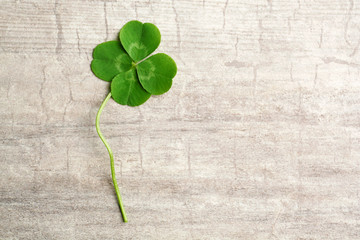 Green four-leaf clover on wooden background