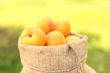 Many apricots in sackcloth bag, closeup
