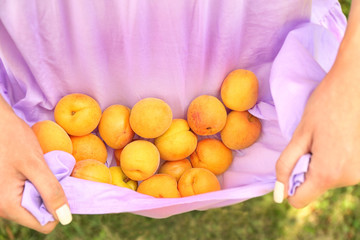 Woman holding many apricots in dress, closeup