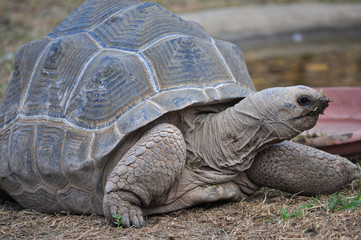 Obraz premium Aldabra giant tortoise reptile animal
