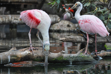 Greater Flamingo bird animal