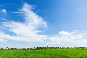 Rural green paddy fields under a blue sky and white clouds