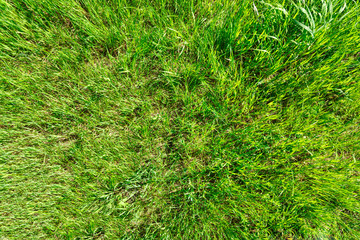 Fresh spring grass as background