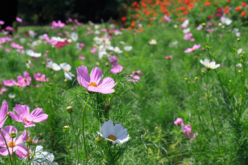 Cosmos blooming in Hama Rikyu Gardens
