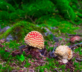 Mushroom, Amanita