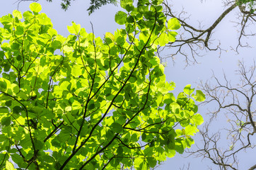 branches of tree with light green leaves over head