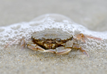 Funny crab sitting on the sand in the sea foam. Big crab on sea sand natural background/Funny crab sitting on the sand in the sea foam. Big crab on sea sand natural background