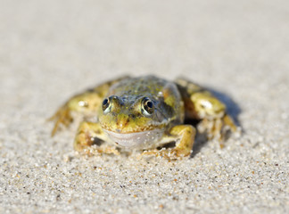 Dreamy toad/Toad on a sandy shore. Dreamy frog sitting on the sand