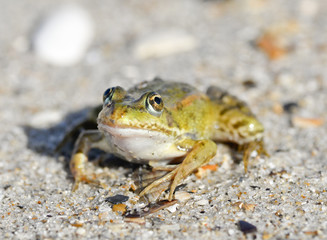 Dreamy toad/Toad on a sandy shore. Dreamy frog sitting on the sand