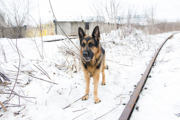 German shepherd dog is guarding an important object