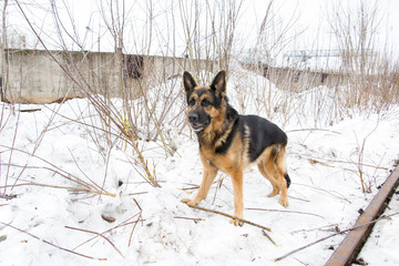 German shepherd dog is guarding an important object