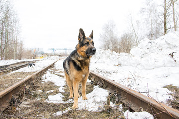 German shepherd dog is guarding an important object
