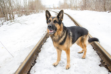 German shepherd dog on the railway road