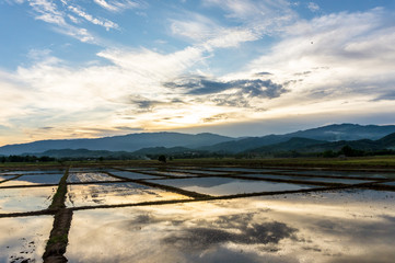 rice field in evening time,sunset sky landscape in agriculture field Thailand