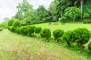 Fototapeta na wymiar greenery lawn with trees in outdoor garden