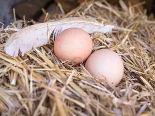 Close-up brown chicken eggs on a bed of straw