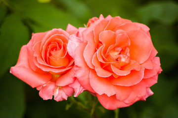 Roses with pink petals.