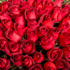 Natural red roses background