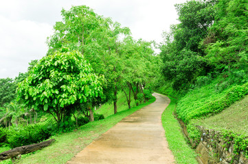 Pathway among greenery lawn with ornamental trees in outdoor garden