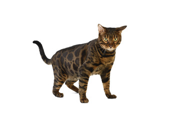 Bengal cat on white background