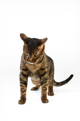 Bengal cat on white background