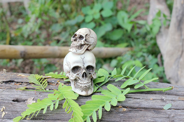 Still life of Human Skull in nature