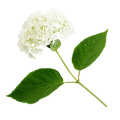 Hydrangea flower