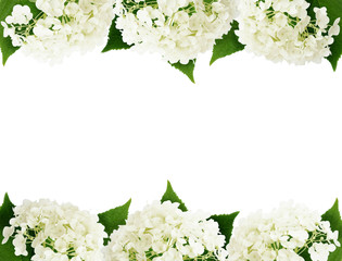 Bords de fleurs d& 39 hortensia blanc