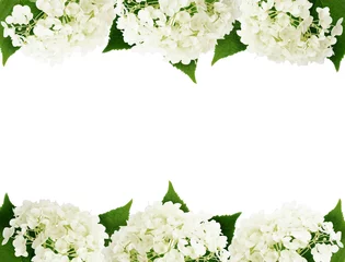 Photo sur Plexiglas Hortensia Bords de fleurs d& 39 hortensia blanc