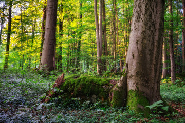 Lovely Summer Forest