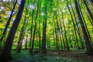 Lovely Summer Forest