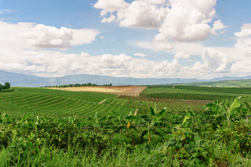 Fototapeta na wymiar The agricultural area of farm field on hill in Thailand