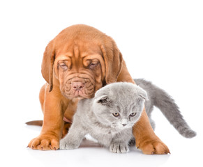 friendly puppy embracing cute cat. isolated on white background