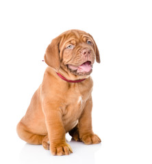 Bordeaux puppy dog with open mouth. isolated on white background
