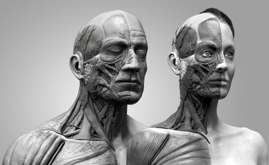 Human anatomy background , male and female , muscle anatomy of the face neck chest and shoulder ,realistic 3D rendering in black and white
