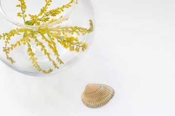 White decor composition: yellow flower in a glass and a sea shell