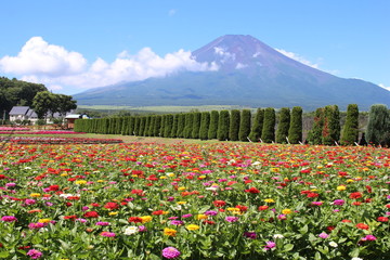 花の都公園　百日草と富士山