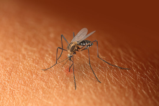 mosquito auf arm beim blut saugen
