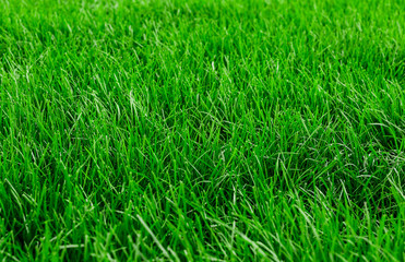 Green grass background