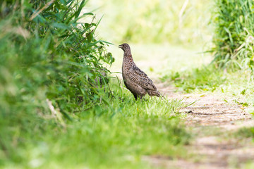 Female pheasant standing in grass near reed