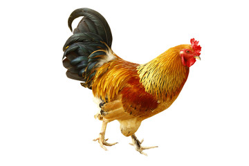 Stock Photo:.Beautiful rooster isolated on white background