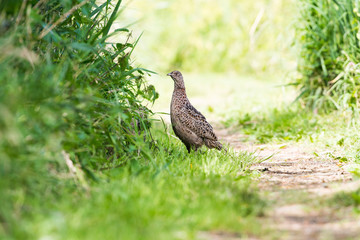 Female pheasant standing in grass near reed
