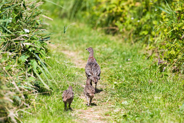 Pheasant chicks walking behind mother in grass