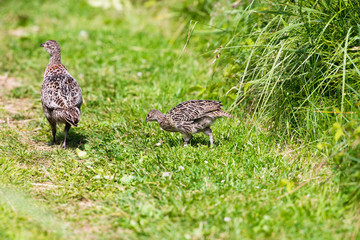 Foraging pheasant chick on grass protected by mother