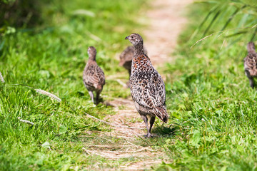 Mother pheasant with chicks walking on path in grass