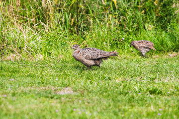 Pheasant mother with chick in grass