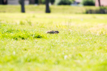 Alert hare lying down in grass with ears flat